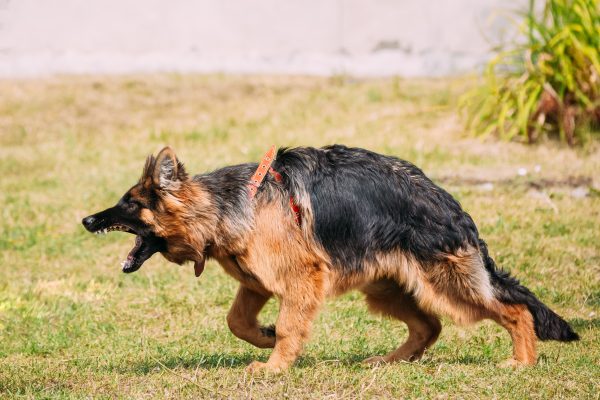 Hunde-Training