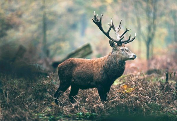 Rotwildhirsch im Wald