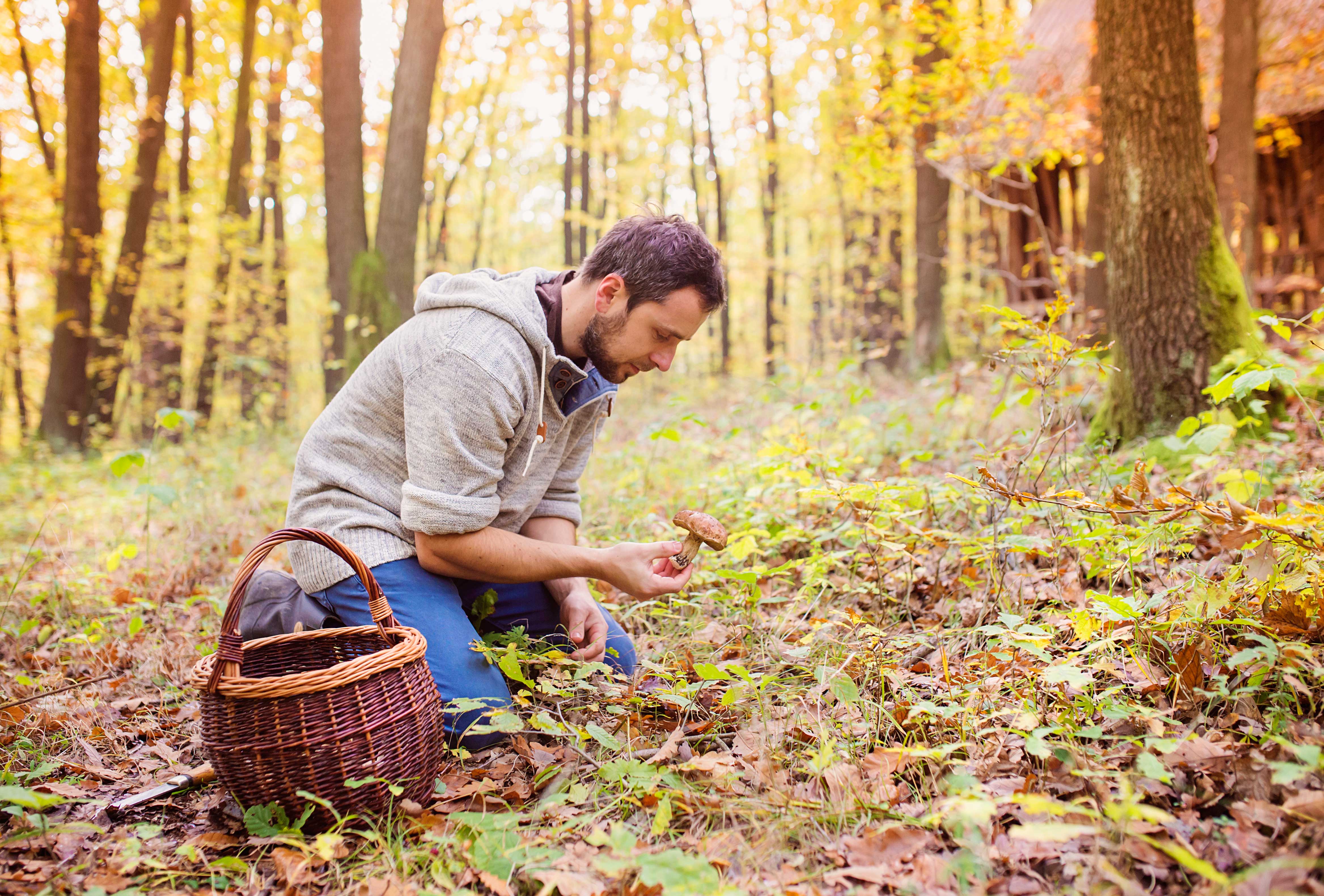 Picking mushrooms. Грибники в осеннем лесу. Грибники в лесу. Грибники в лесу осенью. Люди с корзинками в лесу.