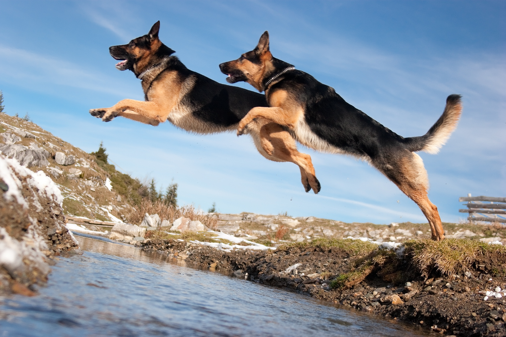 Hunde_bei_der_Bundeswehr